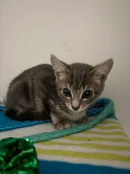Tweety -  Domestic Short Hair Cat for Adoption in Hyde Park, New York - Tweety | PetCurious
