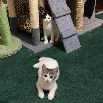 Mario (k2026) -  Domestic Short Hair Cat for Adoption in Skokie, Illinois - Mario (k2026) | PetCurious