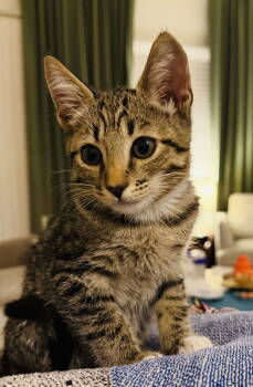 Rescue Domestic Short Hair Cats for Adoption in Chandler, Arizona - Kimchi | PetCurious