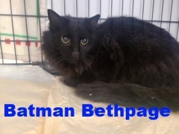 Rescue Domestic Long Hair Cats for Adoption in Westbury, New York - Batman Bethpage | PetCurious