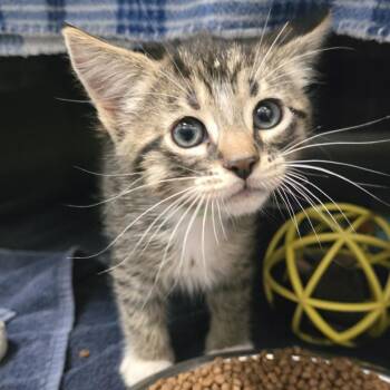 Domestic Short Hair Cats Available for Adoption in Fort Wayne, Indiana - Hudson | PetCurious