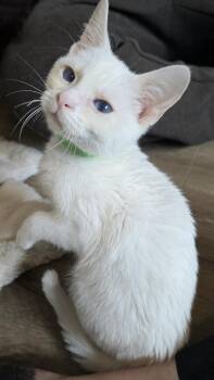 Domestic Short Hair Cats Available for Adoption - Maddy | PetCurious