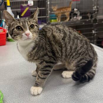 Alyssum -  Domestic Short Hair Cat for Adoption in Spokane, Washington - Alyssum | PetCurious