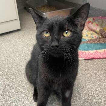 Rescue Domestic Short Hair Cats for Adoption in Cooperstown, New York - Casper | PetCurious