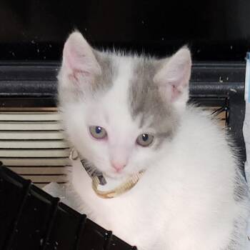Miss Camo -  Domestic Short Hair Cat for Adoption in Baker City, Oregon - Miss Camo | PetCurious