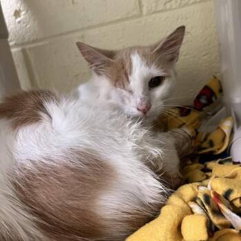 Herbert -  Domestic Short Hair Cat Available for Adoption - Herbert | PetCurious
