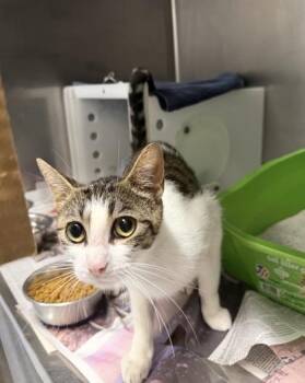 Mila -  Domestic Short Hair Cat for Adoption in Daytona Beach, Florida - Mila | PetCurious