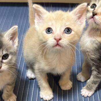 Domestic Short Hair Cats Available for Adoption in Richmond, California - CHEESE | PetCurious