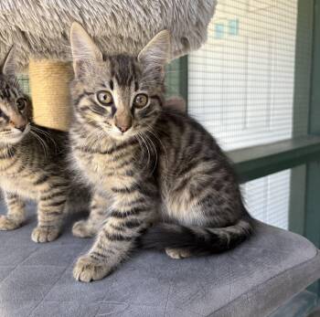 Tabby Cats Available for Adoption in Lathrop, California - Biscotti | PetCurious