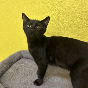 Snapple -  Domestic Short Hair Cat for Adoption in Fresno, California - Snapple | PetCurious