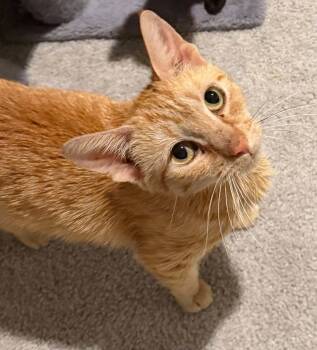 Molly -  Domestic Short Hair Cat for Adoption in Charleston, South Carolina - Molly | PetCurious