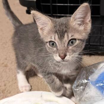 Knee High to a Grasshopper -  Domestic Short Hair Cat for Adoption in Boerne, Texas - Knee High To A Grasshopper | PetCurious