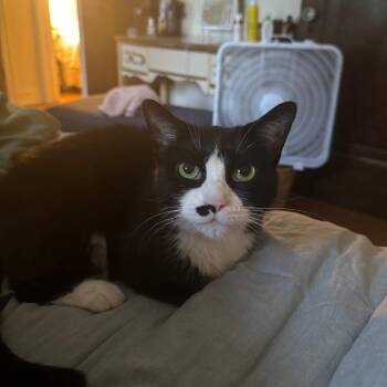 Jessica Jones -  Domestic Short Hair Cat for Adoption in Evanston, Illinois - Jessica Jones | PetCurious