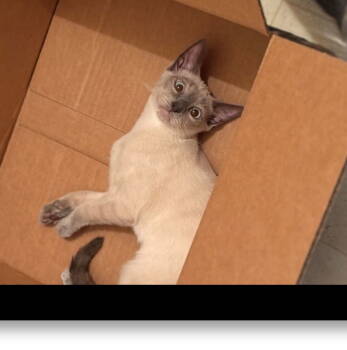 Rescue Domestic Short Hair and Siamese Cats for Adoption in San Jose, California - Guera | PetCurious