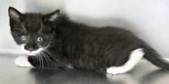 Bart -  Domestic Short Hair Cat for Adoption in Lexington, Virginia - Bart | PetCurious