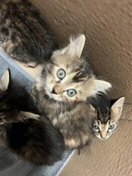 Rescue Domestic Long Hair Cats for Adoption in Fort Walton Beach, Florida - A233031 | PetCurious