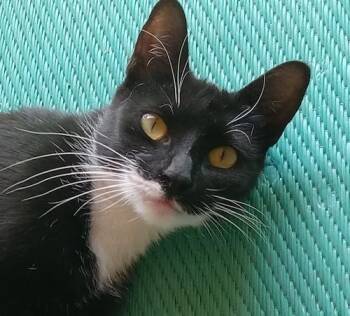 (CP) Bella Boo -  Tuxedo and Domestic Short Hair Cat for Adoption in North Highlands, California - (CP) Bella Boo | PetCurious