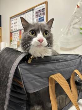 Pearl -  Domestic Medium Hair Cat for Adoption in Stratham, New Hampshire - Pearl | PetCurious