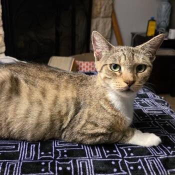 Delilah -  Domestic Short Hair Cat for Adoption in San Antonio, Texas - Delilah | PetCurious