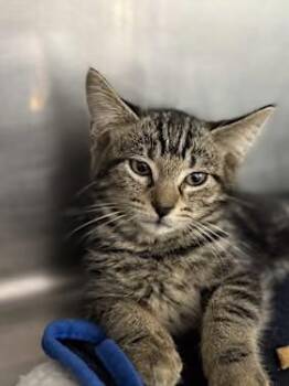 Rescue Domestic Short Hair Cats for Adoption in Sunrise, Florida - Mr.Fantastic | PetCurious