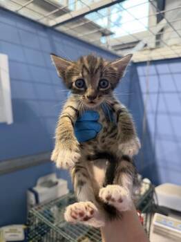 WESLEY -  Domestic Short Hair Cat for Adoption in San Bernardino, California - WESLEY | PetCurious