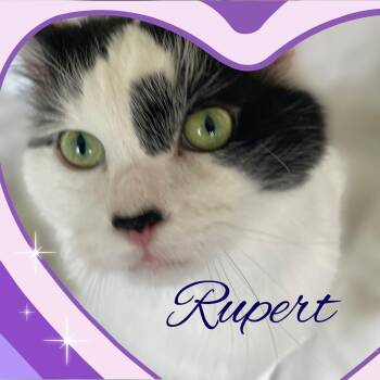 Domestic Medium Hair Cats Available for Adoption in Charlotte, North Carolina - Rupert & Mora | PetCurious