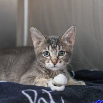 8-Bit -  Domestic Short Hair Cat for Adoption in Los Angeles, California - 8-Bit | PetCurious