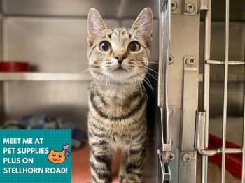 Domestic Short Hair Cats Available for Adoption in Fort Wayne, Indiana - HAZEL | PetCurious