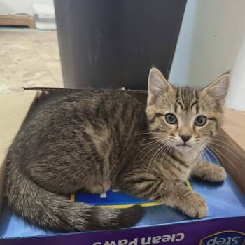 Pepper -  Domestic Short Hair Cat for Adoption in Lancaster, Kentucky - Pepper | PetCurious