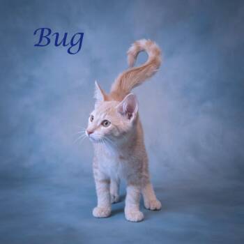 Bug C26-128 -  Domestic Short Hair Cat for Adoption in Lebanon, Tennessee - Bug C26-128 | PetCurious
