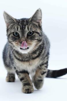 Rescue Domestic Short Hair and Tabby Cats for Adoption in Homer Glen, Illinois - Emma | PetCurious