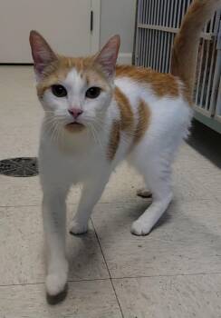 SCALLOPS -  Domestic Short Hair Cat for Adoption in Sandusky, Ohio - SCALLOPS | PetCurious