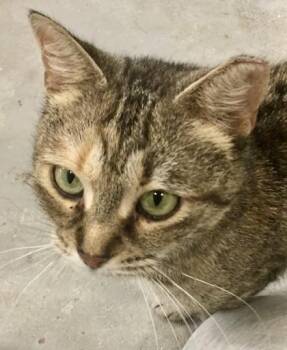 Asha (solo kitty) -  Tabby and Domestic Short Hair Cat for Adoption in Vaughan, Ontario - Asha (solo Kitty) | PetCurious