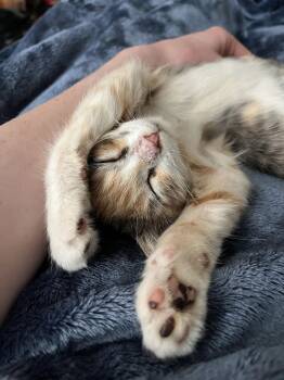 Nutella -  Domestic Short Hair Cat for Adoption in Broomall, Pennsylvania - Nutella | PetCurious