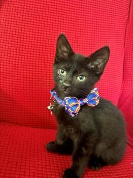 BAT BOY -  Domestic Short Hair Cat for Adoption in Louisville, Kentucky - BAT BOY | PetCurious