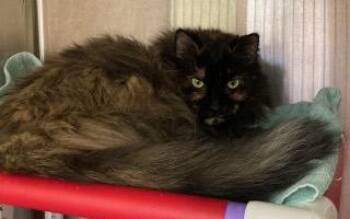 Ashley -  Domestic Long Hair and Domestic Short Hair Cat for Adoption in Cincinnati, Ohio - Ashley | PetCurious