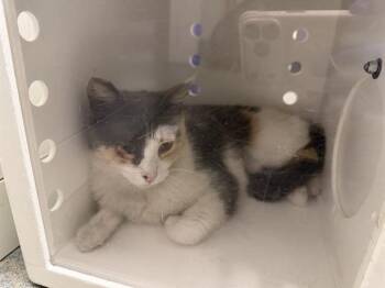 A009713 -  Domestic Short Hair Cat for Adoption in Ontario, California - A009713 | PetCurious