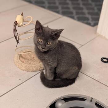 Ferb -  Domestic Short Hair Cat for Adoption in Raleigh, North Carolina - Ferb | PetCurious