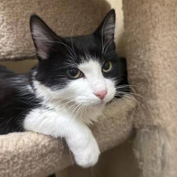 Domestic Short Hair Cats Available for Adoption - Charlie | PetCurious