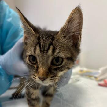 Chisel -  Domestic Short Hair Cat for Adoption in Nashville, Tennessee - Chisel | PetCurious