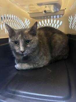 Lacey -  Domestic Short Hair Cat for Adoption in Charleston, South Carolina - Lacey | PetCurious