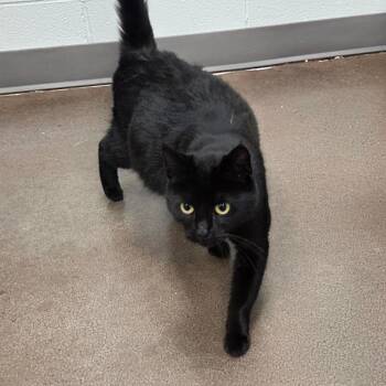 Domestic Short Hair Cats Available for Adoption - KiKi | PetCurious