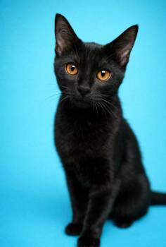 Domestic Short Hair Cats Available for Adoption - Ross | PetCurious