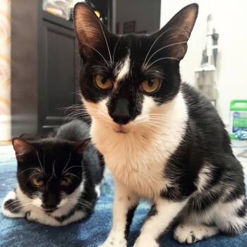 Elf & Huda -  Domestic Short Hair Cat for Adoption - Elf & Huda | PetCurious