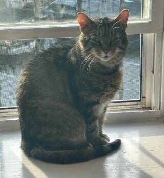 Tabby Cats Available for Adoption - Hector | PetCurious