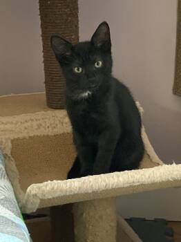 Betsy -  Domestic Short Hair Cat for Adoption in Duxbury, Massachusetts - Betsy | PetCurious