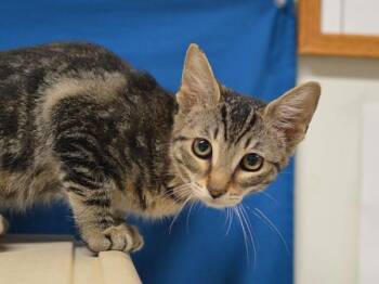 Tanya -  Domestic Short Hair Cat for Adoption in Portland, Oregon - Tanya | PetCurious
