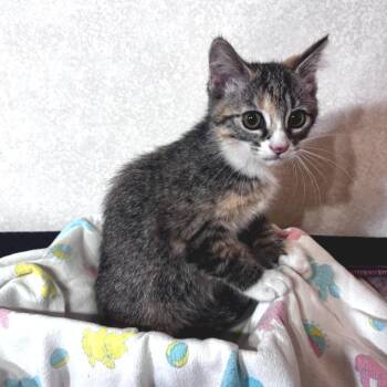 Sarah - PetSmart Belleville -  Domestic Short Hair Cat for Adoption in Belleville, Illinois - Sarah - PetSmart Belleville | PetCurious
