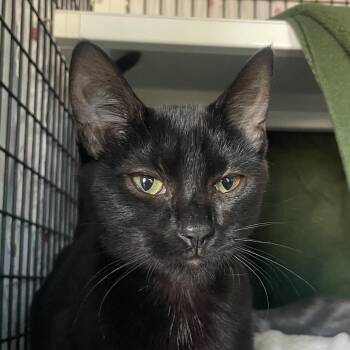 Suspenders -  Domestic Short Hair Cat for Adoption in Chicago, Illinois - Suspenders | PetCurious