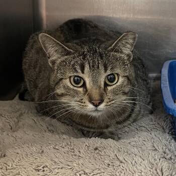 Simon -  Domestic Short Hair Cat for Adoption in Port Charlotte, Florida - Simon | PetCurious